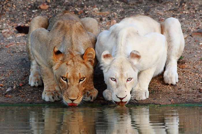 How many white lions are left in the world?